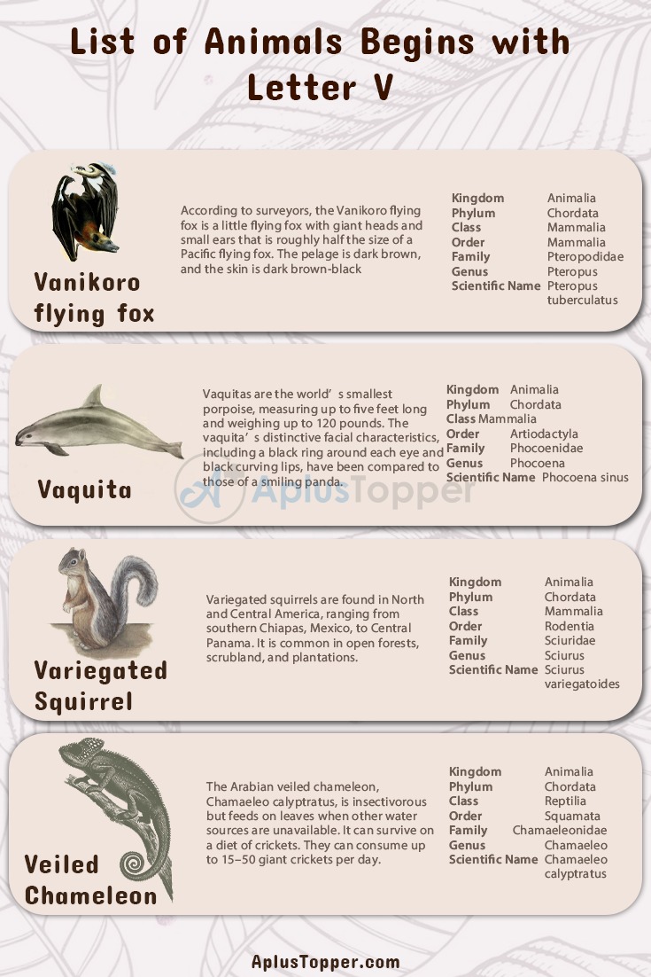 Animals that Start with V 1