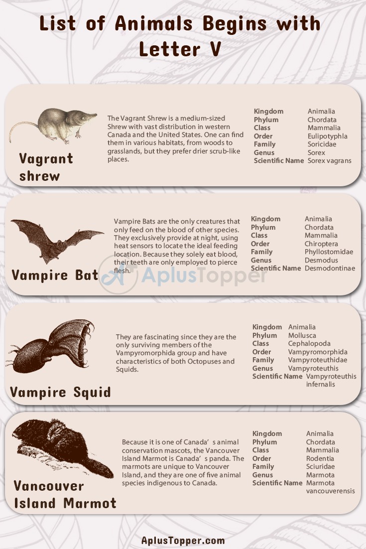 Animals that Start with V 2