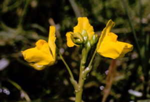 Bladderwort