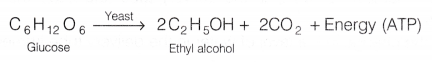 CBSE Class 10 Science Lab Manual - CO2 is Released During Respiration 2