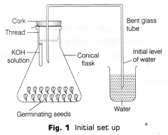 CBSE Class 10 Science Lab Manual - CO2 is Released During Respiration 4