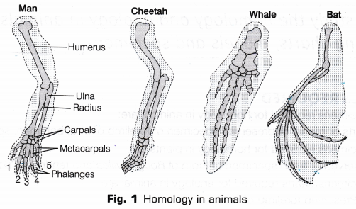 CBSE Class 10 Science Lab Manual - Homology and Analogy of Plants and Animals 1