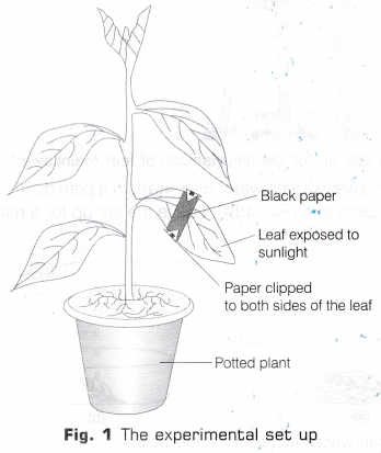 CBSE Class 10 Science Lab Manual - Light is Necessary for Photosynthesis 2