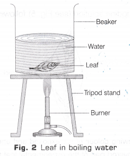 CBSE Class 10 Science Lab Manual - Light is Necessary for Photosynthesis 3