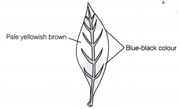 CBSE Class 10 Science Lab Manual - Light is Necessary for Photosynthesis 6