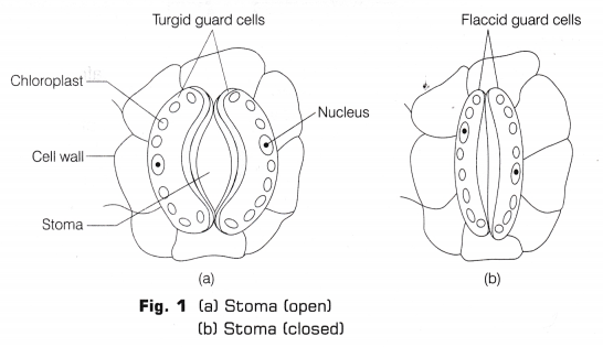 CBSE Class 10 Science Lab Manual - Stomata 1