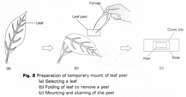 CBSE Class 10 Science Lab Manual - Stomata 2