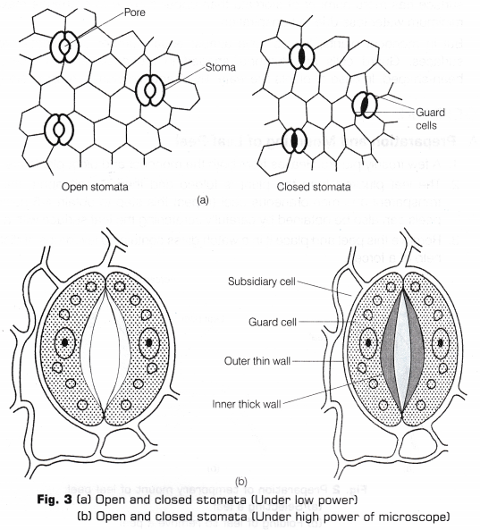 CBSE Class 10 Science Lab Manual - Stomata 3