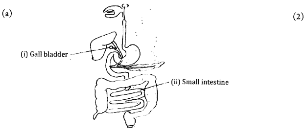 CBSE Sample Papers for Class 10 Science Paper Ans 18.1