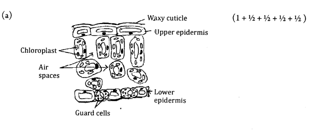 CBSE Sample Papers for Class 10 Science Paper Ans 18.2