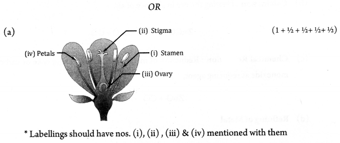 CBSE Sample Papers for Class 10 Science Paper Ans 18.2