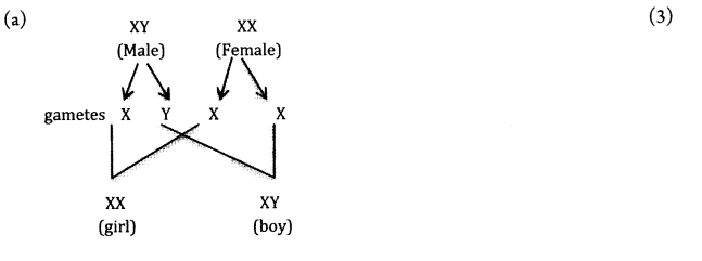 CBSE Sample Papers for Class 10 Science Paper Ans 19