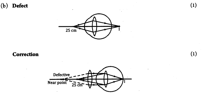 CBSE Sample Papers for Class 10 Science Paper Ans 20.1