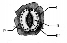 CBSE Sample Papers for Class 10 Science Paper Q 26