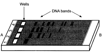 CBSE Sample Papers for Class 12 Biology Paper 1.11