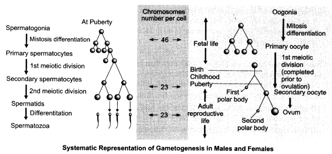 CBSE Sample Papers for Class 12 Biology Paper 1.12