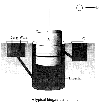 CBSE Sample Papers for Class 12 Biology Paper 1.3