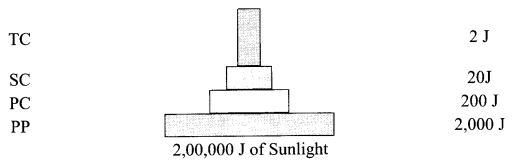 CBSE Sample Papers for Class 12 Biology Paper 1.7