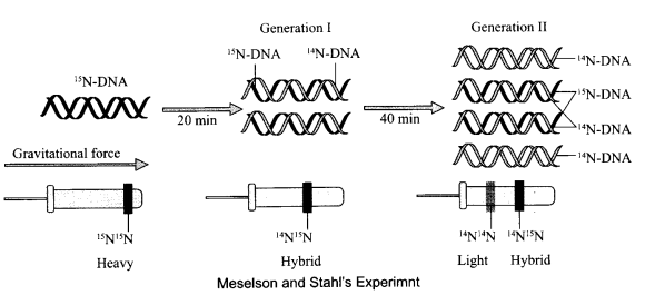 CBSE Sample Papers for Class 12 Biology Paper 1.8