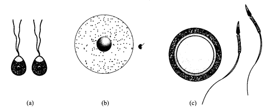 CBSE Sample Papers for Class 12 Biology Paper 2.1