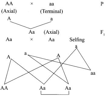 CBSE Sample Papers for Class 12 Biology Paper 2.10