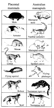 CBSE Sample Papers for Class 12 Biology Paper 2.2