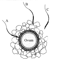 CBSE Sample Papers for Class 12 Biology Paper 2.5