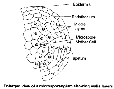 CBSE Sample Papers for Class 12 Biology Paper 2.8