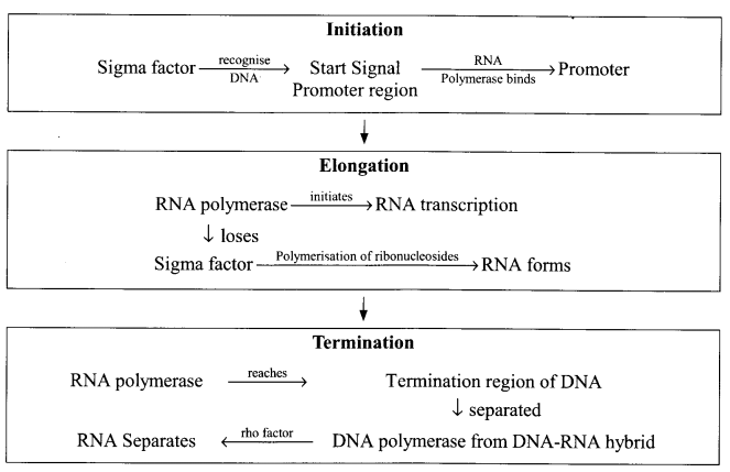 CBSE Sample Papers for Class 12 Biology Paper 3.3