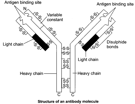 CBSE Sample Papers for Class 12 Biology Paper 3.4