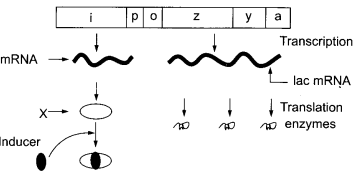 CBSE Sample Papers for Class 12 Biology Paper 4.1