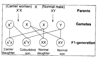 CBSE Sample Papers for Class 12 Biology Paper 4.10