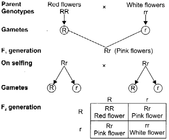 CBSE Sample Papers for Class 12 Biology Paper 4.5