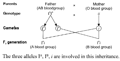 CBSE Sample Papers for Class 12 Biology Paper 4.6