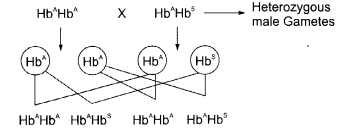 CBSE Sample Papers for Class 12 Biology Paper 4.8