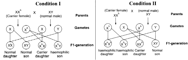 CBSE Sample Papers for Class 12 Biology Paper 4.9