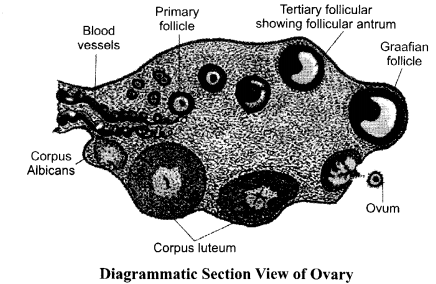 CBSE Sample Papers for Class 12 Biology Paper 5.1