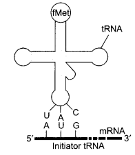 CBSE Sample Papers for Class 12 Biology Paper 5.2