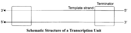 CBSE Sample Papers for Class 12 Biology Paper 5.3