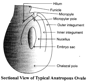 CBSE Sample Papers for Class 12 Biology Paper 5.4