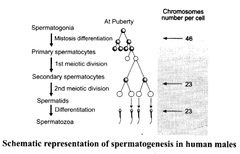 CBSE Sample Papers for Class 12 Biology Paper 5.5