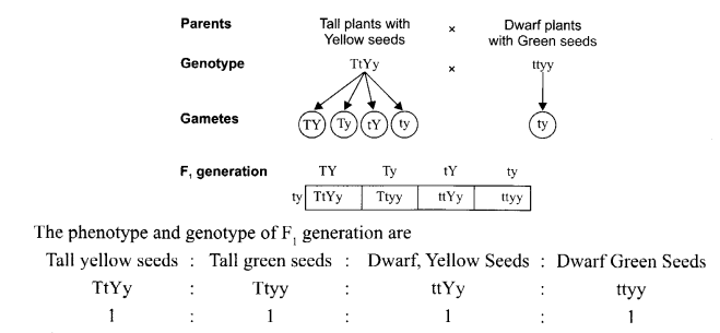 CBSE Sample Papers for Class 12 Biology Paper 5.6