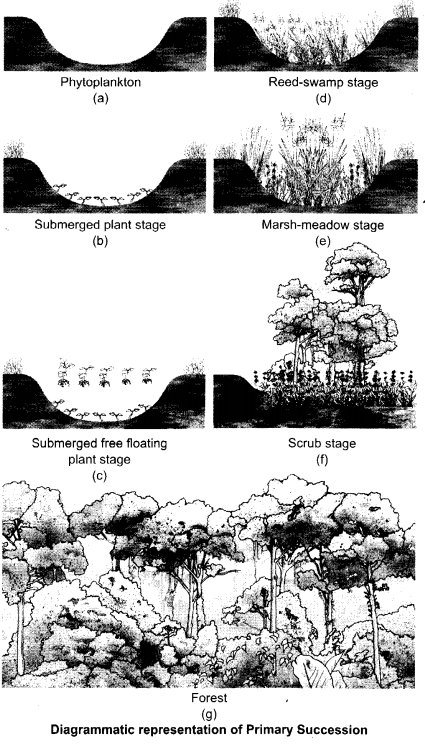 CBSE Sample Papers for Class 12 Biology Paper 5.7