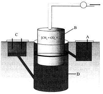 CBSE Sample Papers for Class 12 Biology Paper 6.1