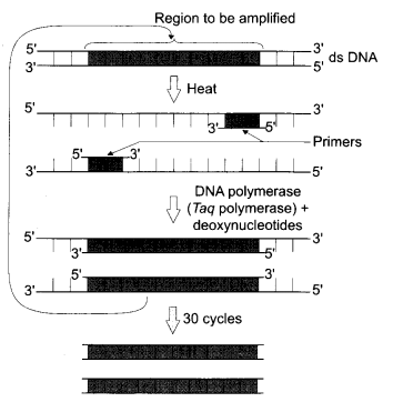 CBSE Sample Papers for Class 12 Biology Paper 6.2