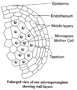 CBSE Sample Papers for Class 12 Biology Paper 6.3