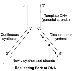 CBSE Sample Papers for Class 12 Biology Paper 6.4