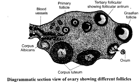 CBSE Sample Papers for Class 12 Biology Paper 6.5