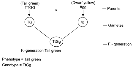 CBSE Sample Papers for Class 12 Biology Paper 7.4