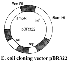 CBSE Sample Papers for Class 12 Biology Paper 7.6